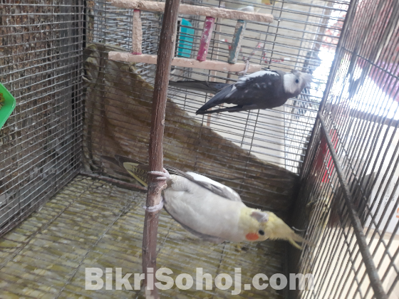 ককাটেল পাখি